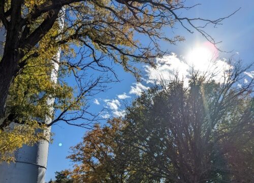 2023 Arbor Day Proclamation